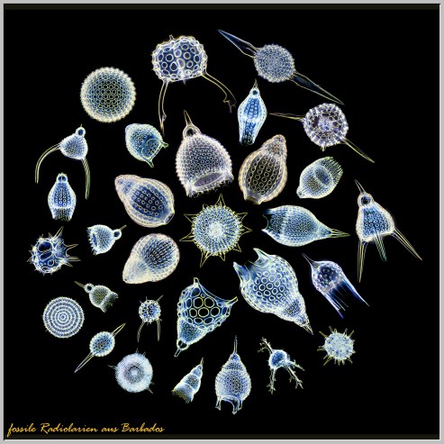 Different Kinds of Diatoms