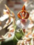 Ballerina Orchid