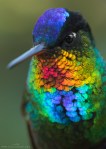 Fiery-Throated Hummingbird