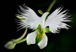 Habenaria Radiata, or Dove&nbsp;Orchid