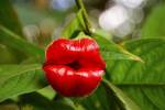 Hooker’s Lips (Psychotria&nbsp;Elata)