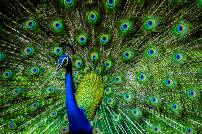 Indian-Male-Peacock-ImageKandarps A