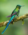 Long-tailed Sylph