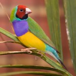 Male_adult_Gouldian_Finch
