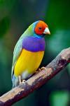 Rainbow Finch, aka Gouldian&nbsp;Finch