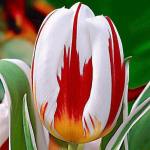 The Canadian Tulip, Bred for Canada’s 150&nbsp;Birthday